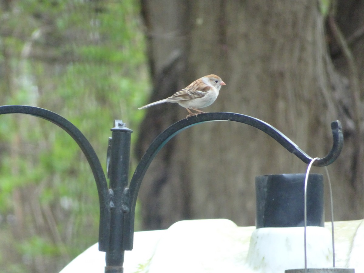 Field Sparrow - ML617764653