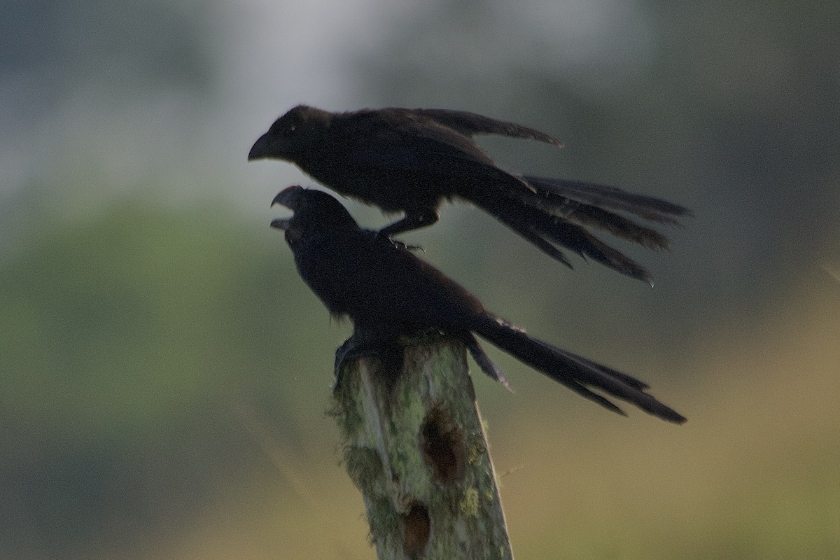 Smooth-billed Ani - ML617764655