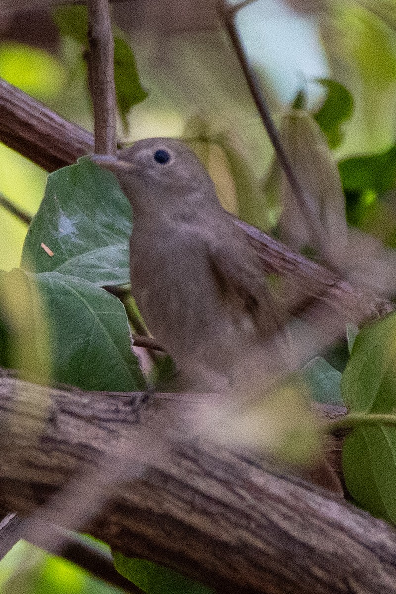 Rusty-tailed Flycatcher - ML617764679