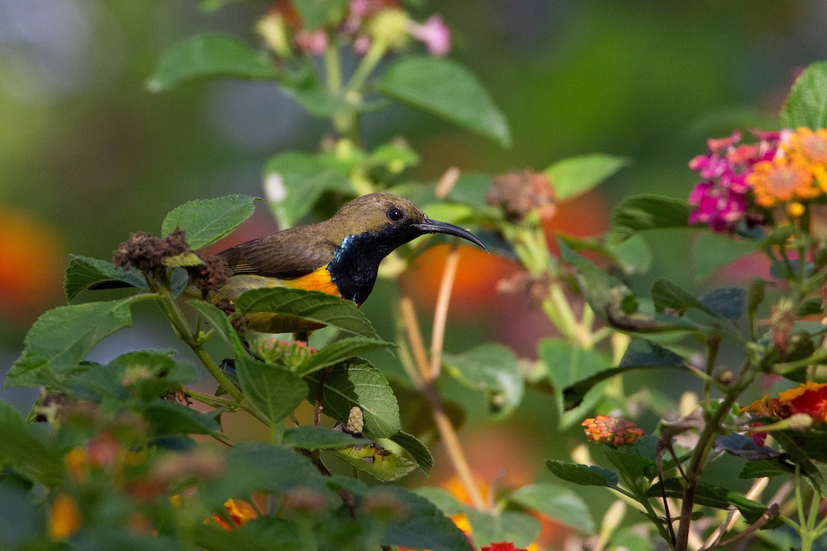 Palawan Sunbird - Khaleb Yordan