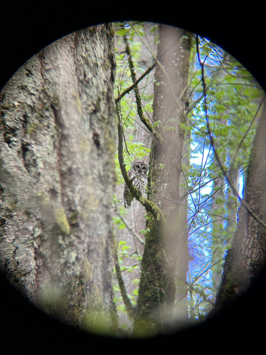 Barred Owl - ML617764697