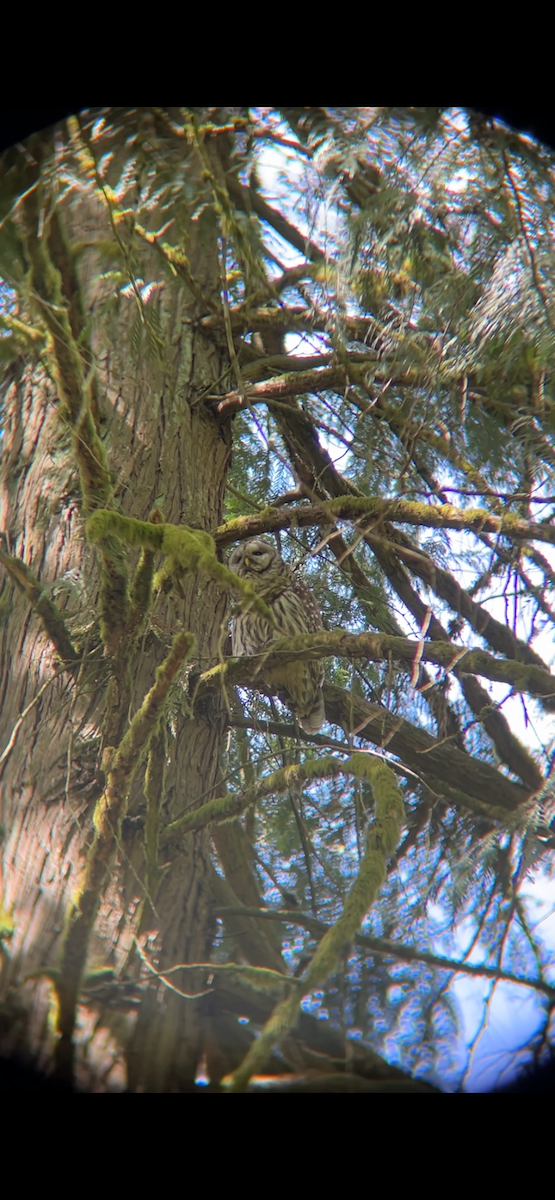 Barred Owl - ML617764698