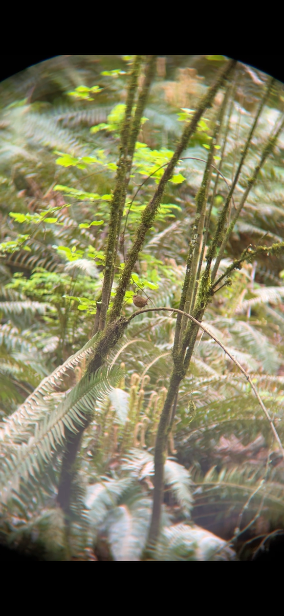 Pacific Wren - ML617764722