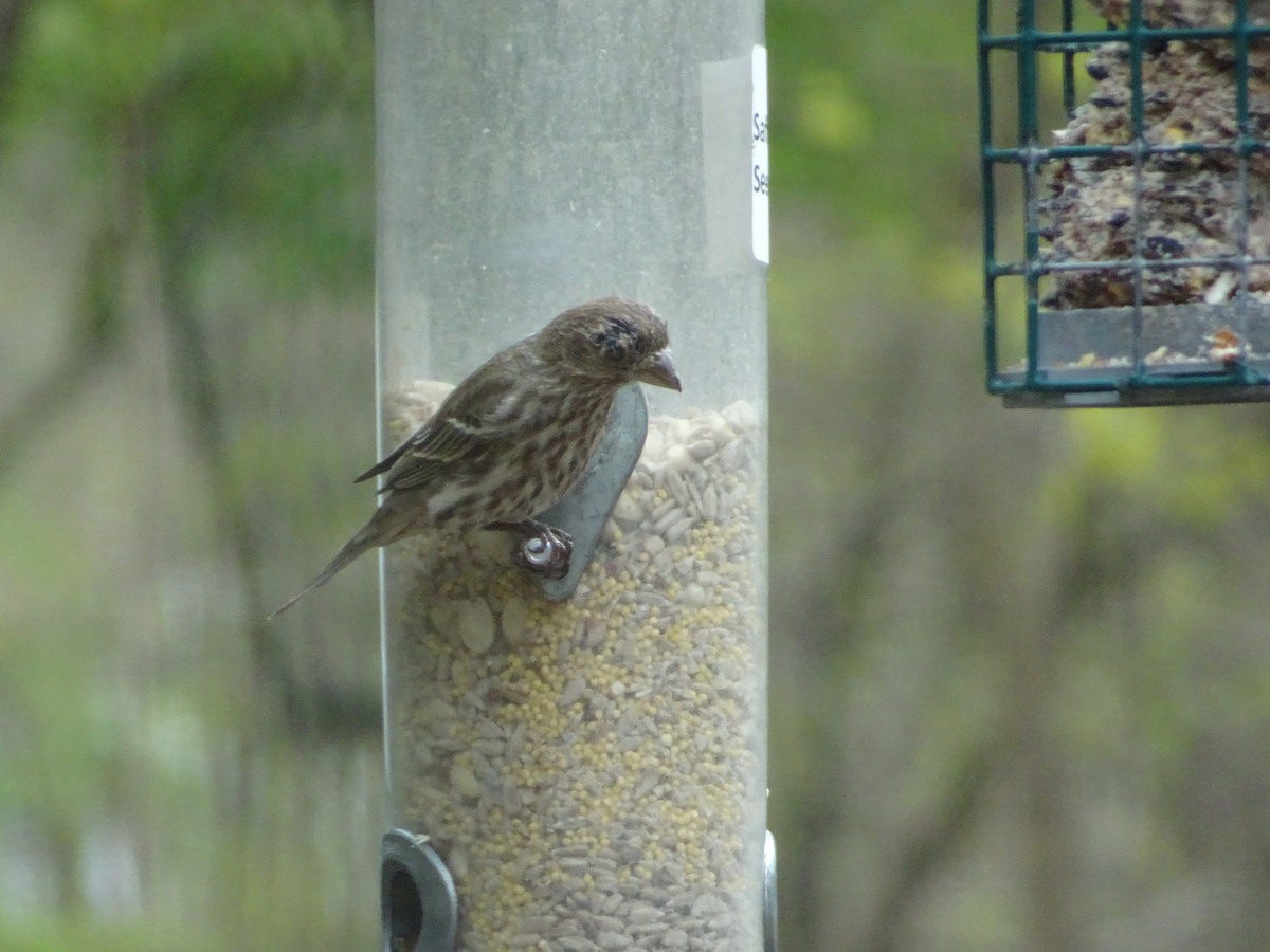 House Finch - ML617764728