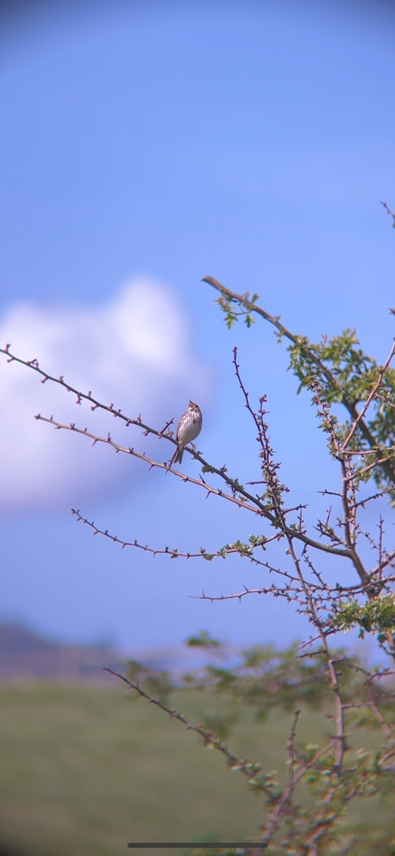 Savannah Sparrow - ML617764729