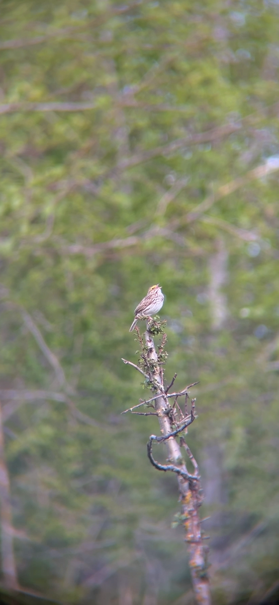 Savannah Sparrow - ML617764730