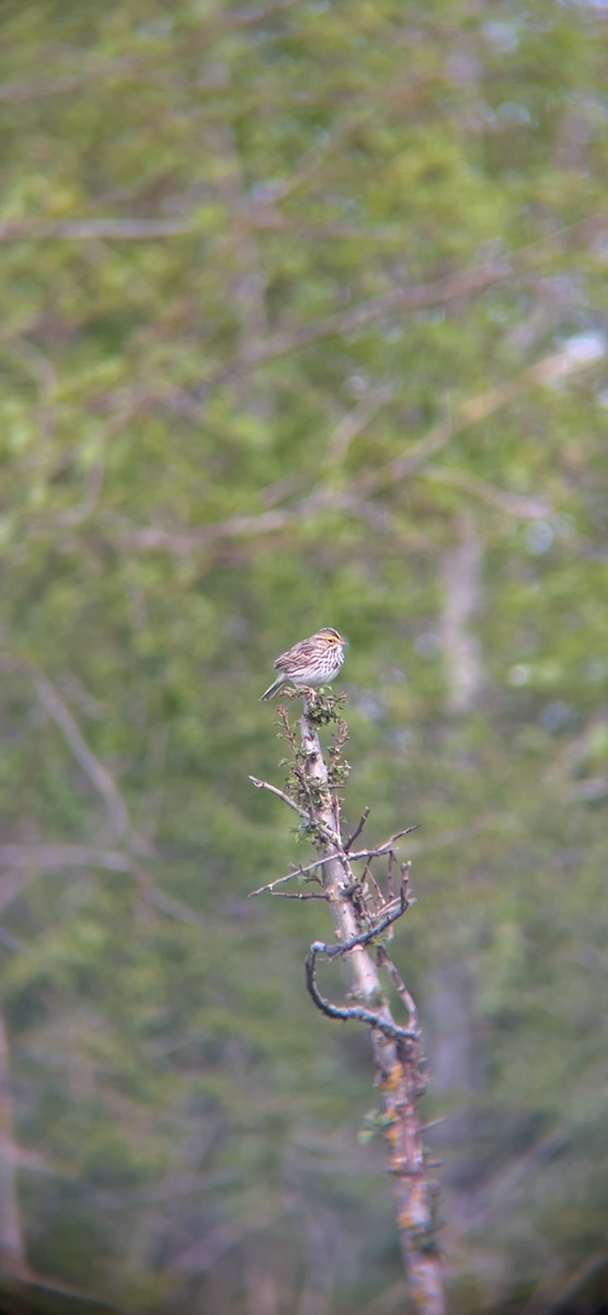 Savannah Sparrow - ML617764731