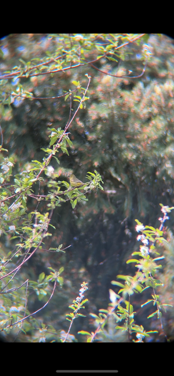 Orange-crowned Warbler - ML617764737