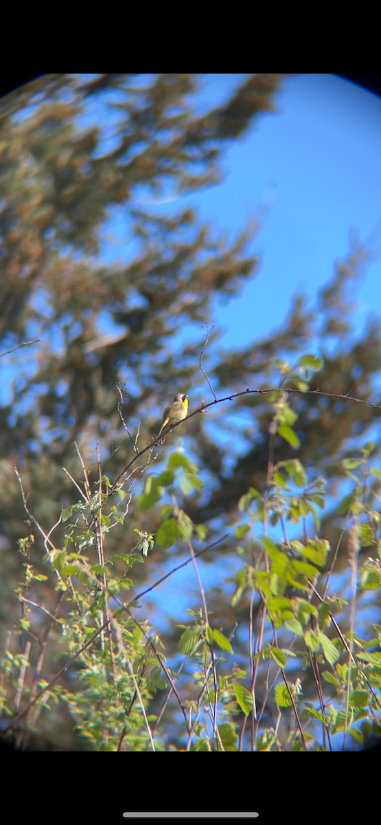 Common Yellowthroat - ML617764774
