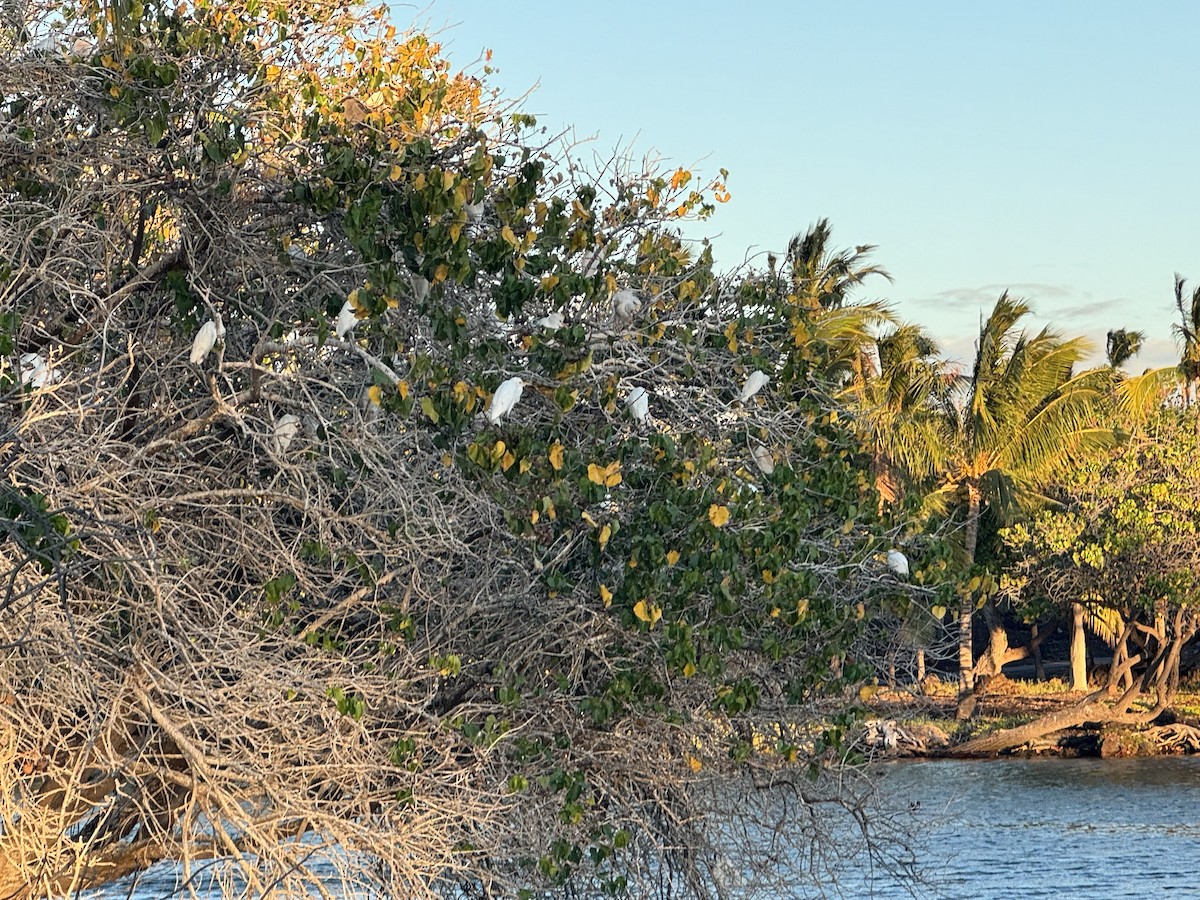 Western Cattle Egret - ML617764793