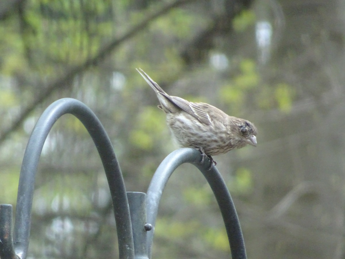 House Finch - ML617764825