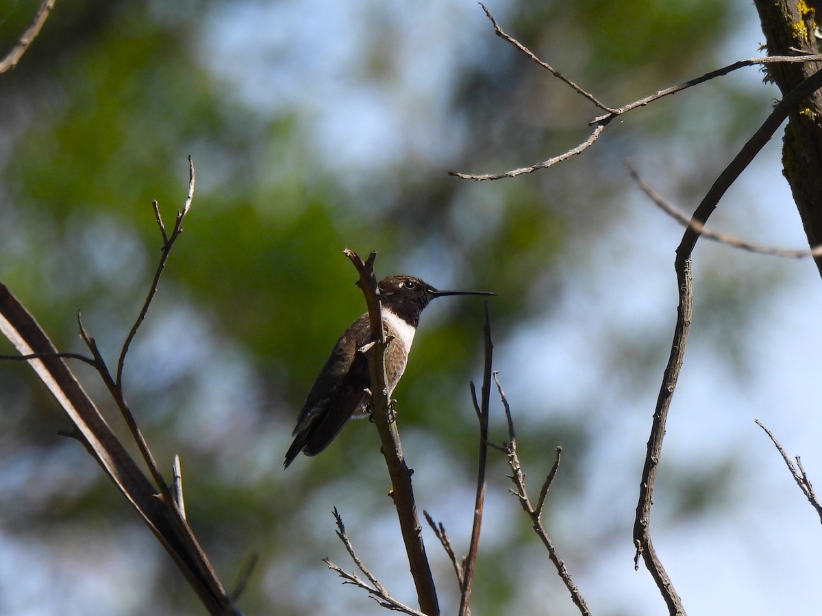 Black-chinned Hummingbird - ML617764844
