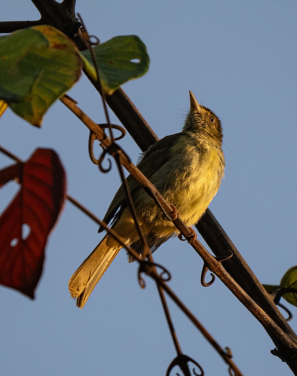 Bulbul aux yeux gris - ML617764856