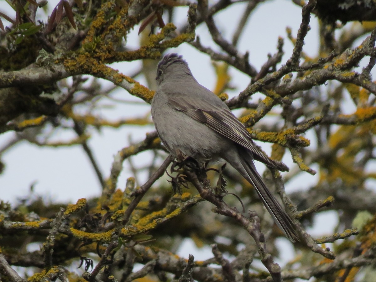 Townsend's Solitaire - ML617764861