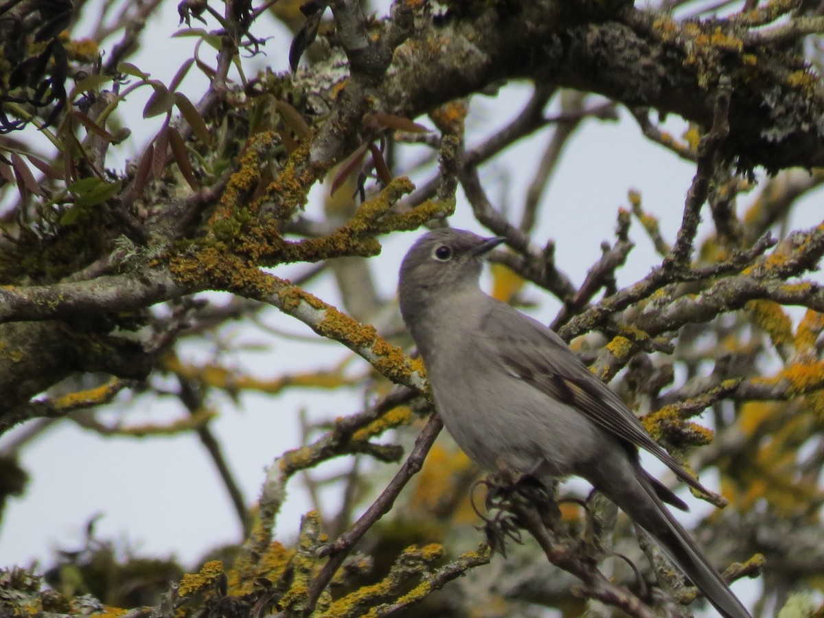 Townsend's Solitaire - ML617764862