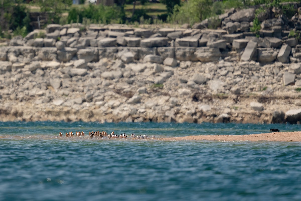 Avoceta Americana - ML617764872