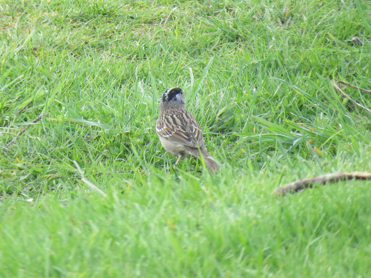 Bruant à couronne dorée - ML617764875