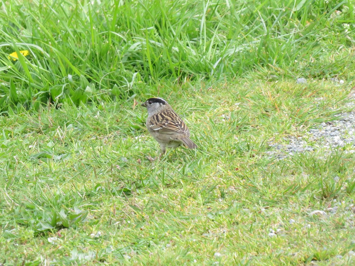 Bruant à couronne dorée - ML617764876