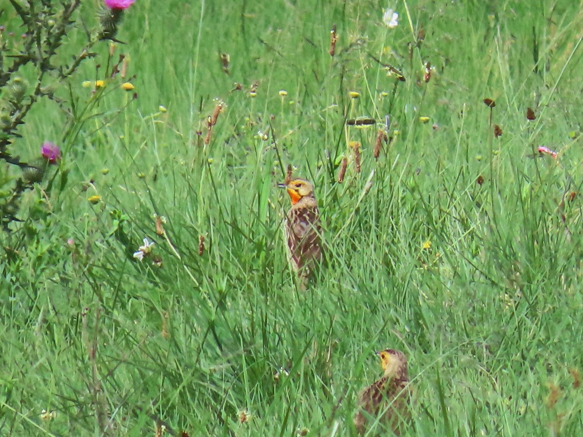 Orange-throated Longclaw - ML617764880