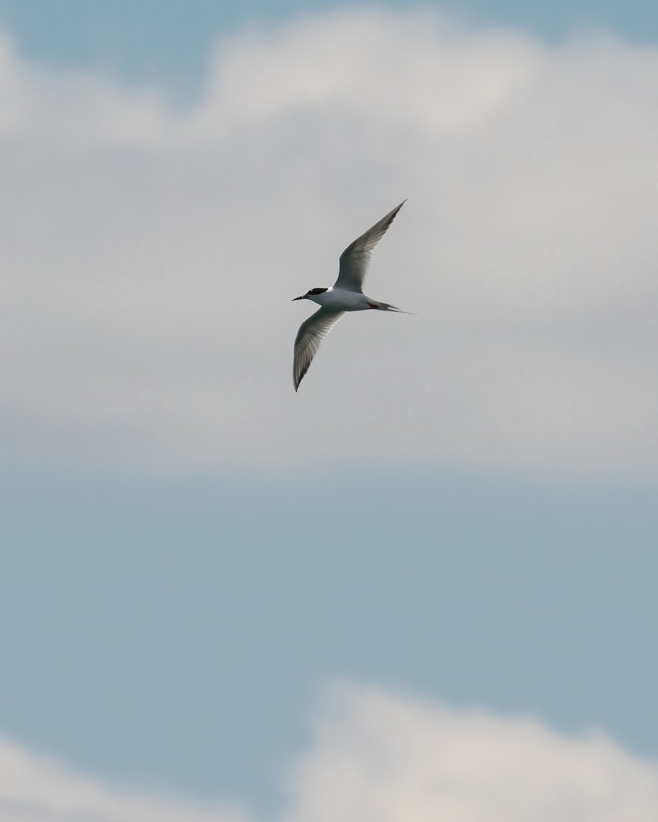 Forster's Tern - ML617764883