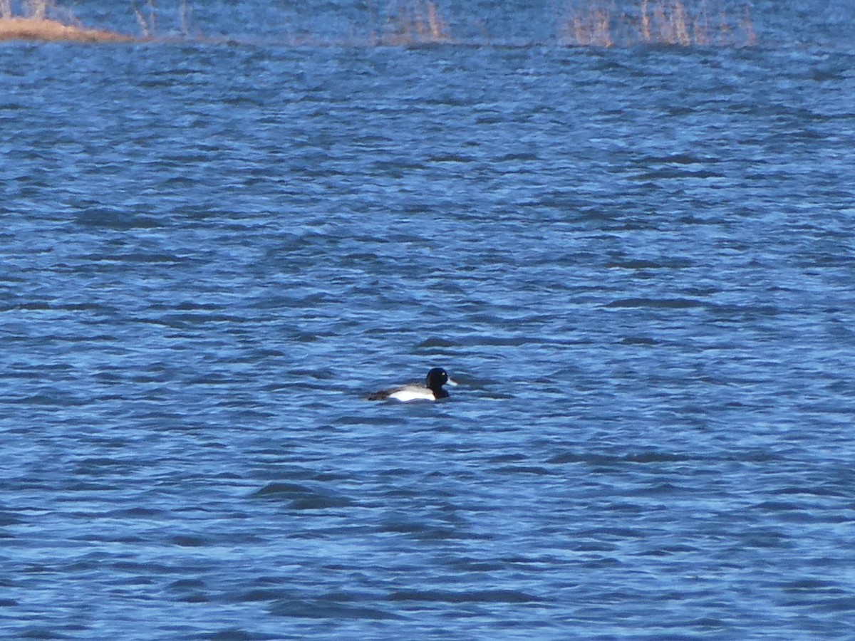 Greater Scaup - ML617764885