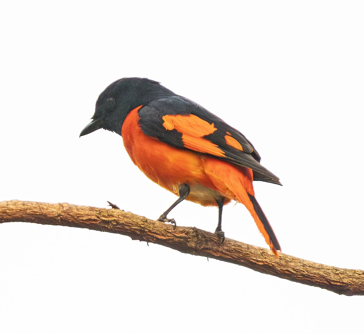 赤紅山椒鳥 - ML617764886