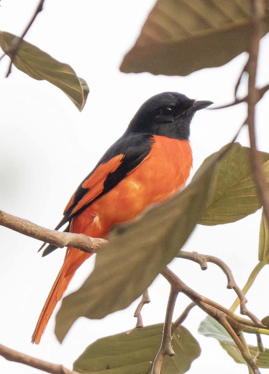 Scarlet Minivet - ML617764887