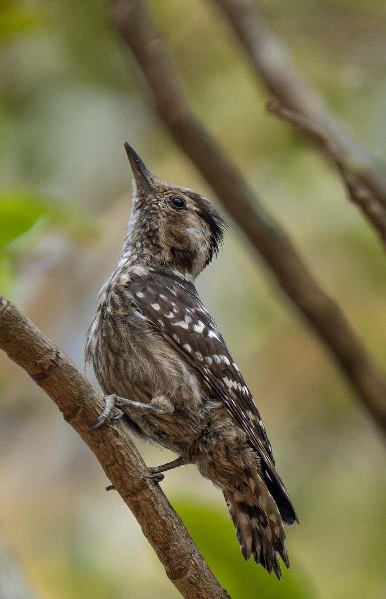 Gray-capped Pygmy Woodpecker - Hanno Stamm