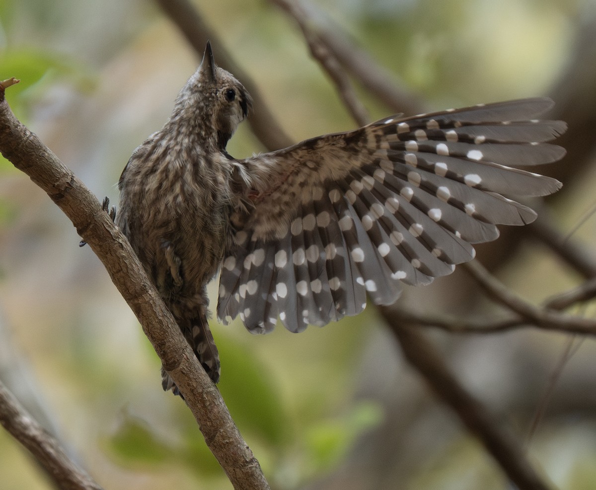 Gray-capped Pygmy Woodpecker - ML617764919