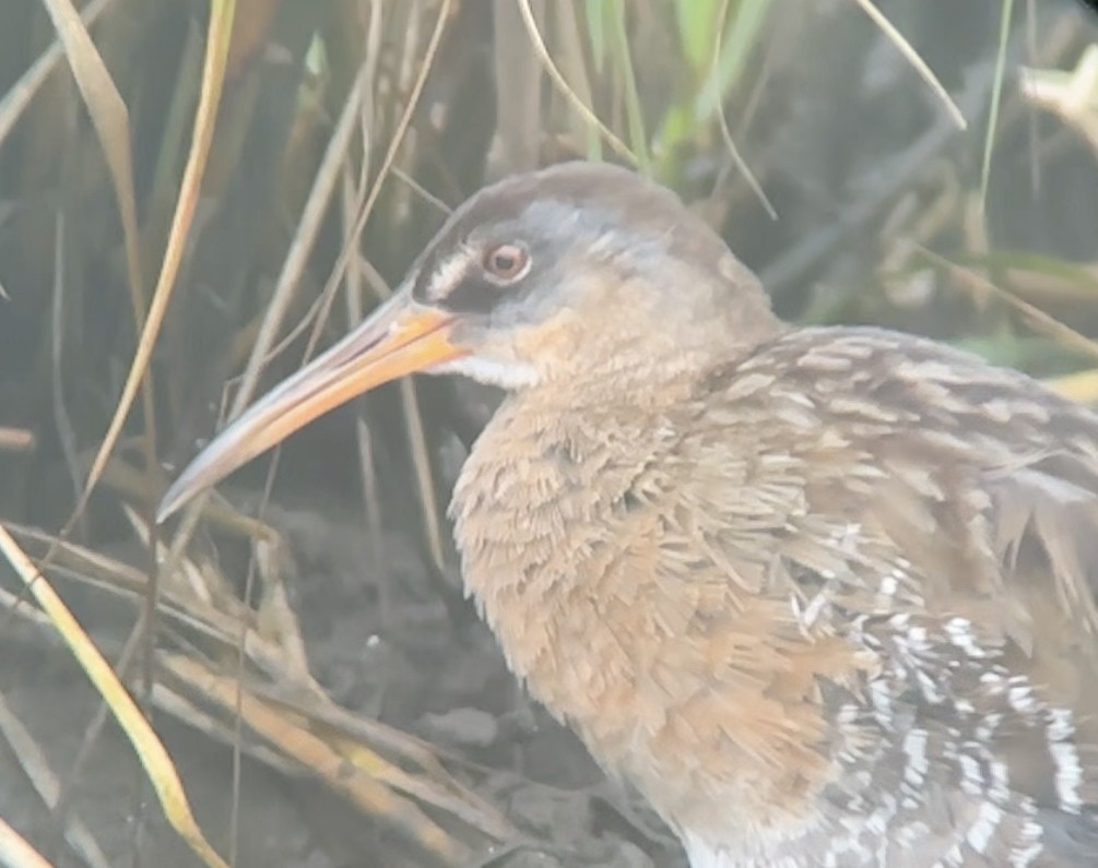 Clapper Rail - Brad Balliett