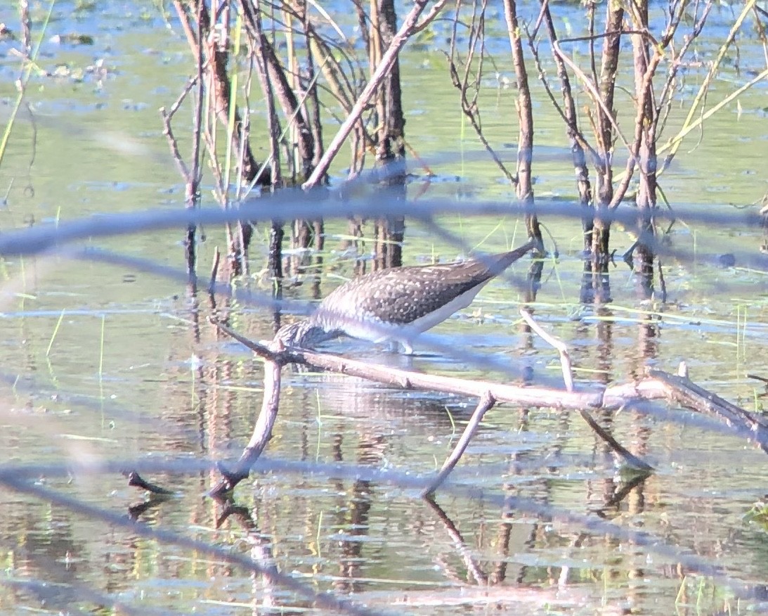 Solitary Sandpiper - ML617764964