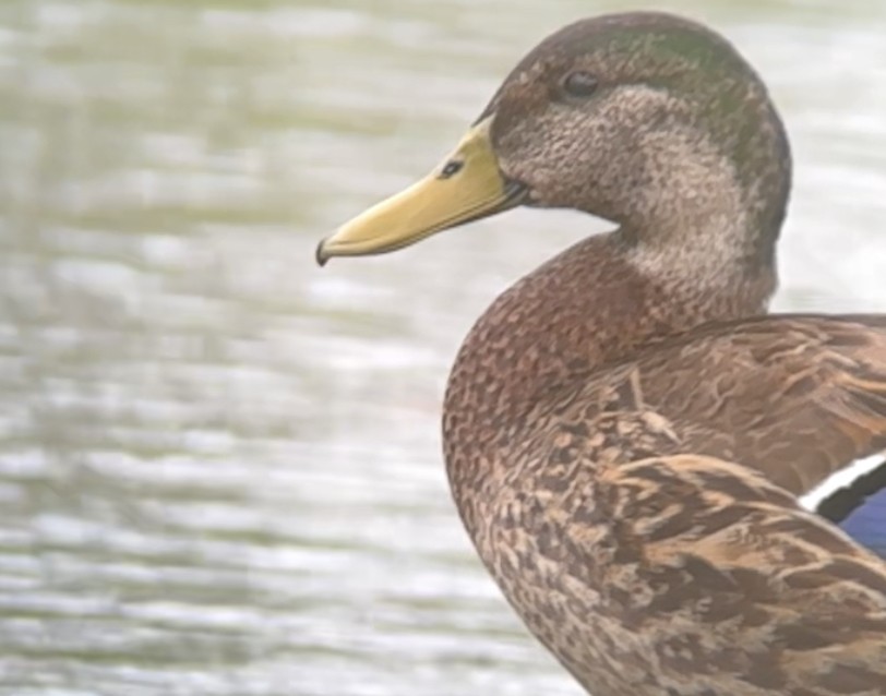 Mallard (Domestic type) - Brad Balliett