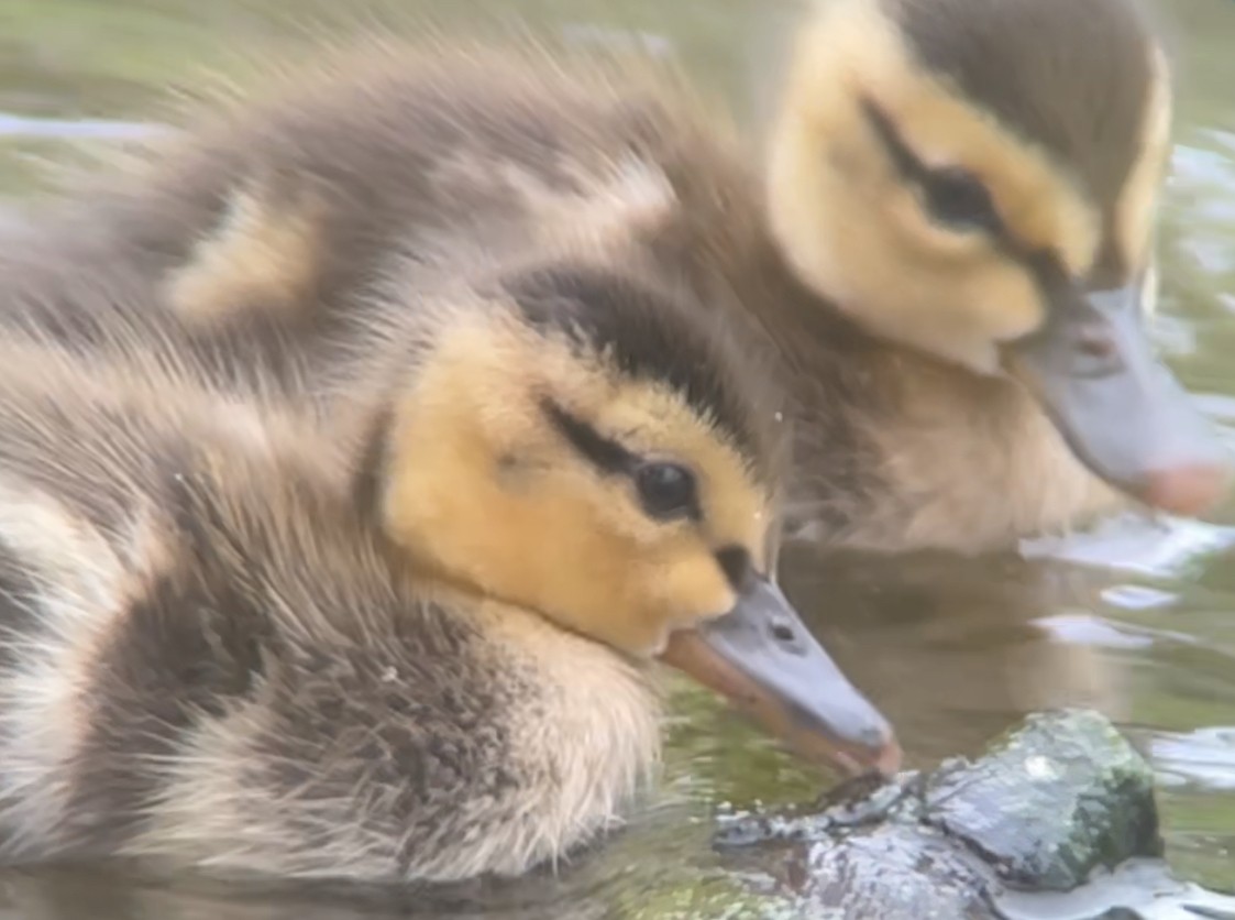 Mottled Duck - Brad Balliett