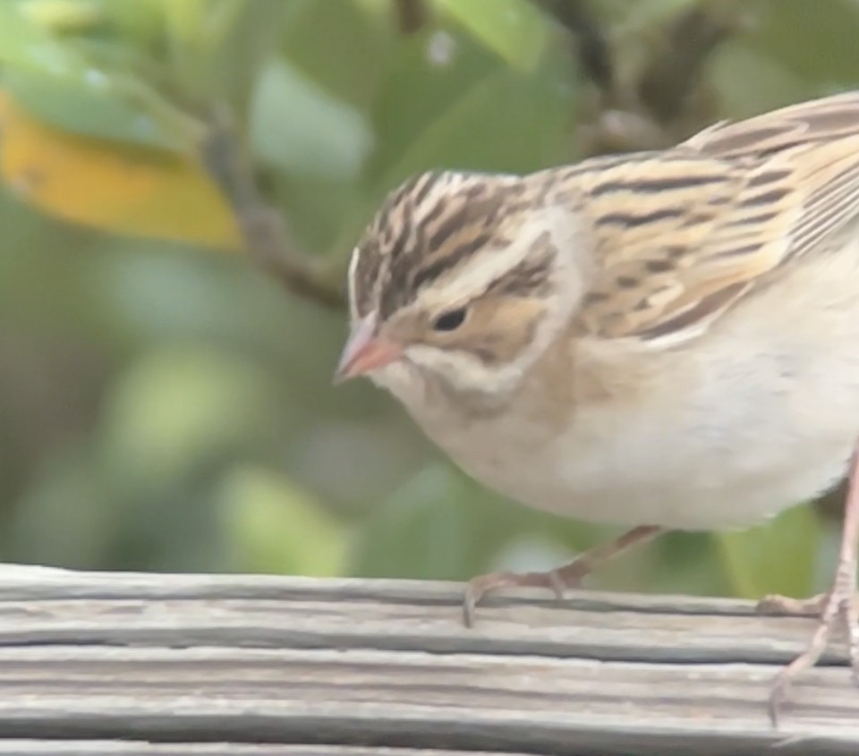 Clay-colored Sparrow - Brad Balliett