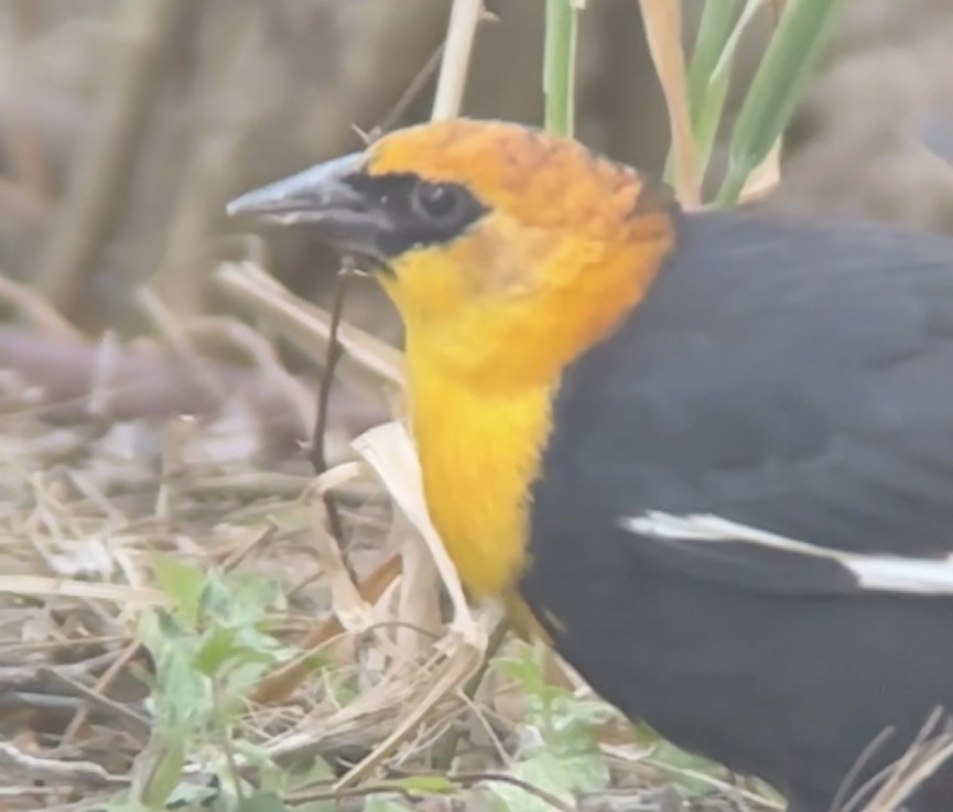 Yellow-headed Blackbird - Brad Balliett