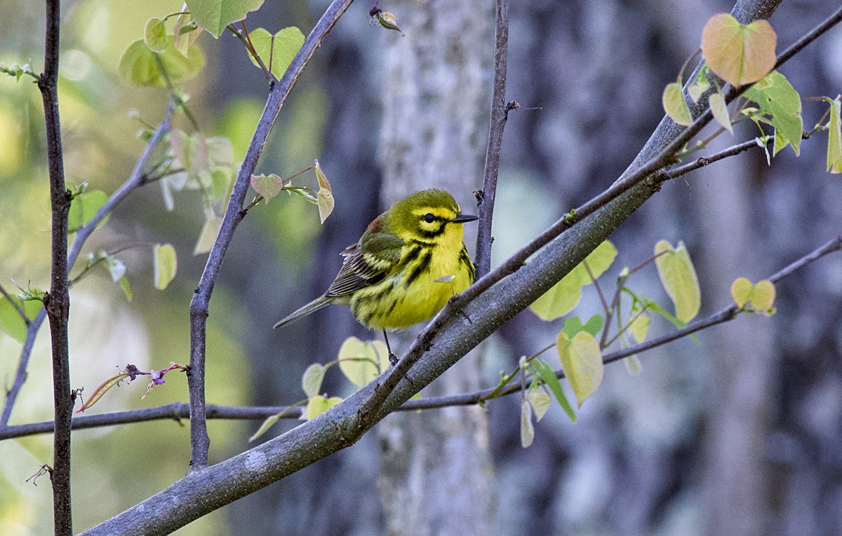 Prairie Warbler - ML617765066