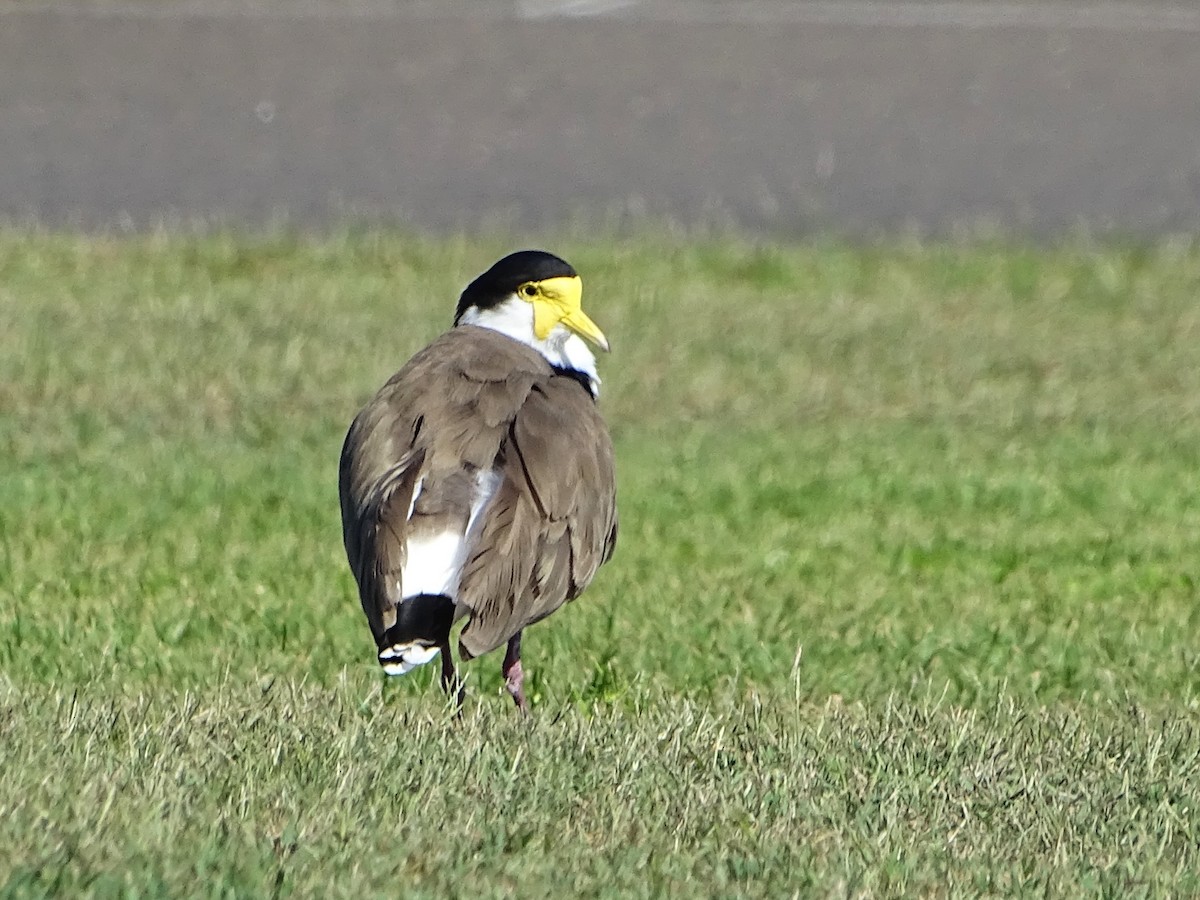 Masked Lapwing - Richard Murray