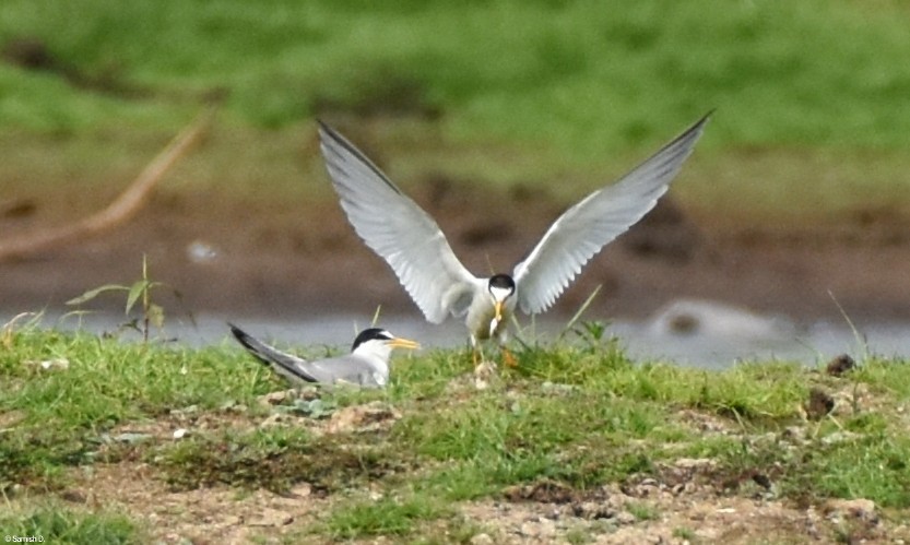 Little Tern - ML617765087