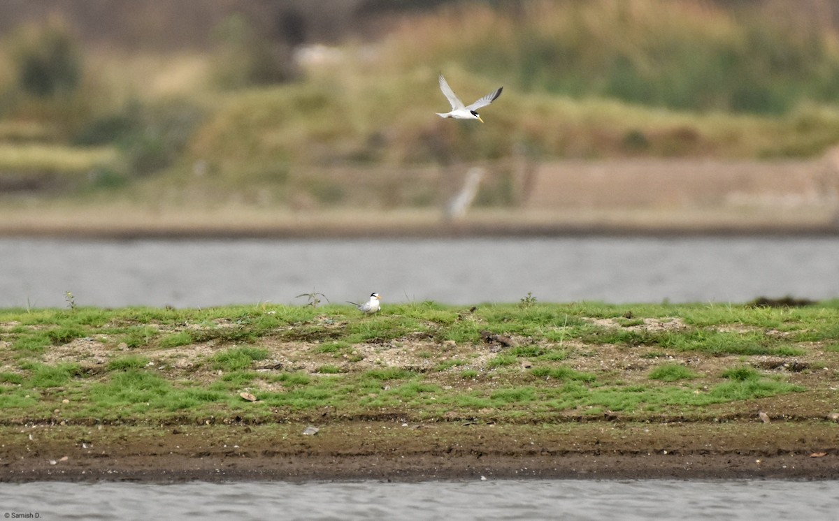 Little Tern - ML617765090