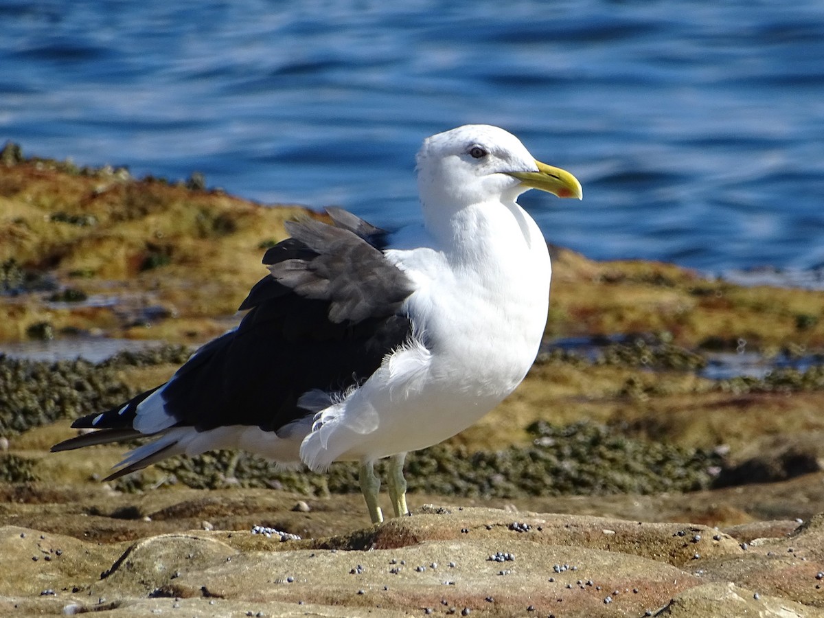 Kelp Gull - Richard Murray