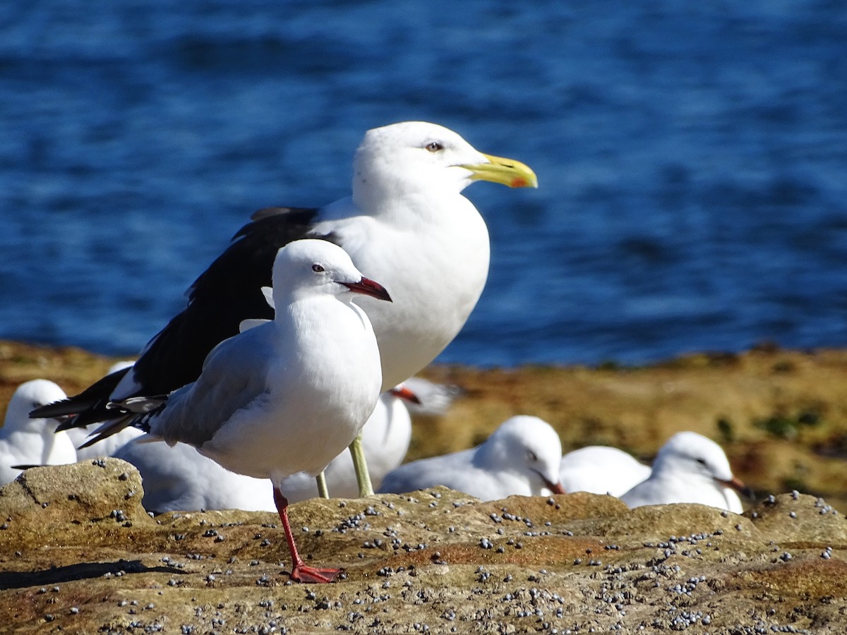 Silver Gull - Richard Murray