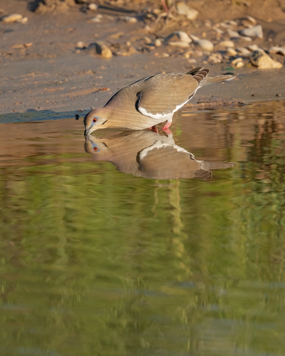 White-winged Dove - ML617765181