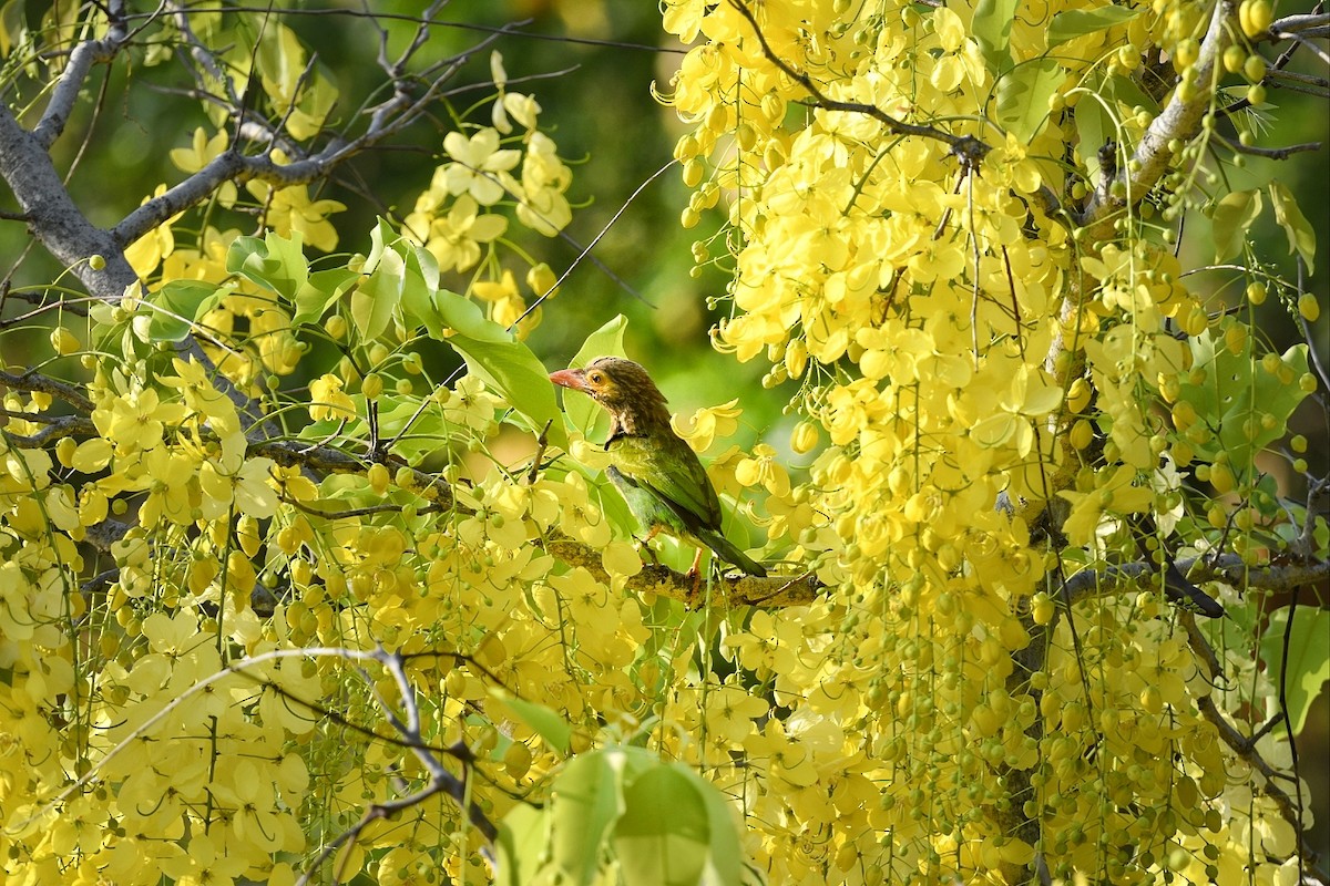 Kahverengi Başlı Barbet - ML617765191