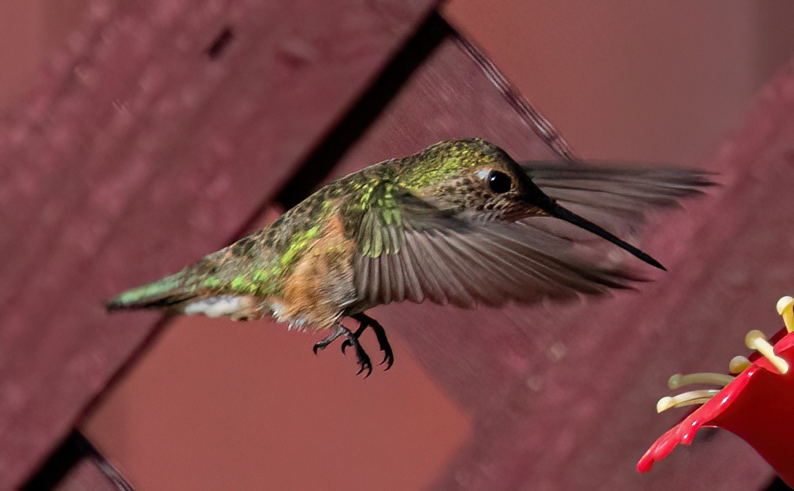 Broad-tailed Hummingbird - Jeff Todoroff