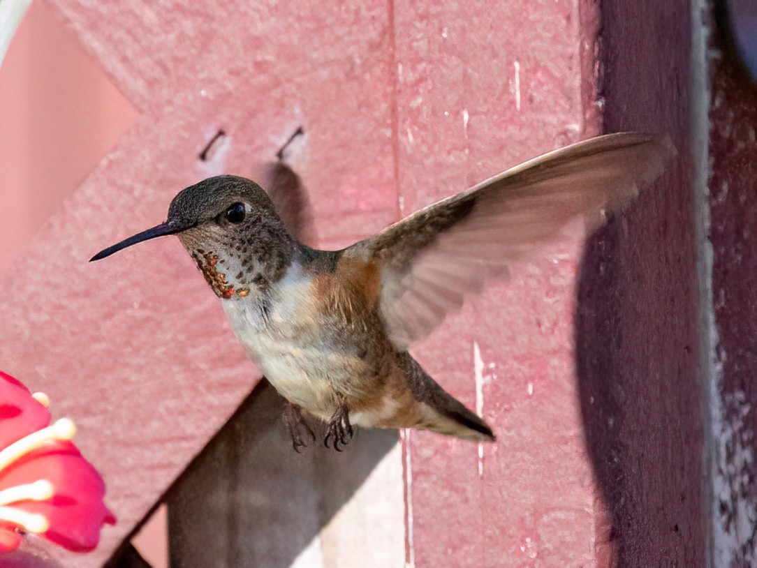 Broad-tailed Hummingbird - Jeff Todoroff