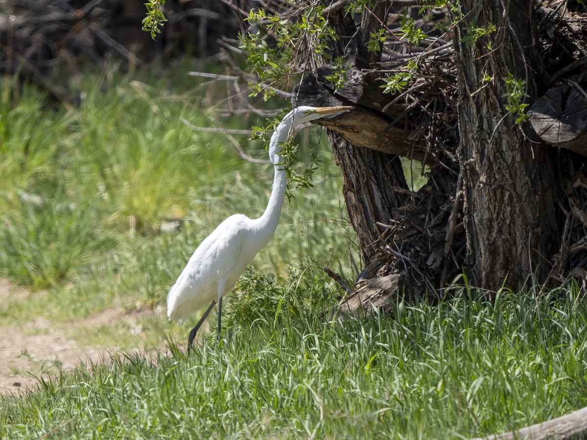 Great Egret - ML617765218