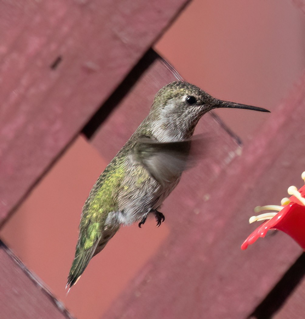Anna's Hummingbird - Jeff Todoroff