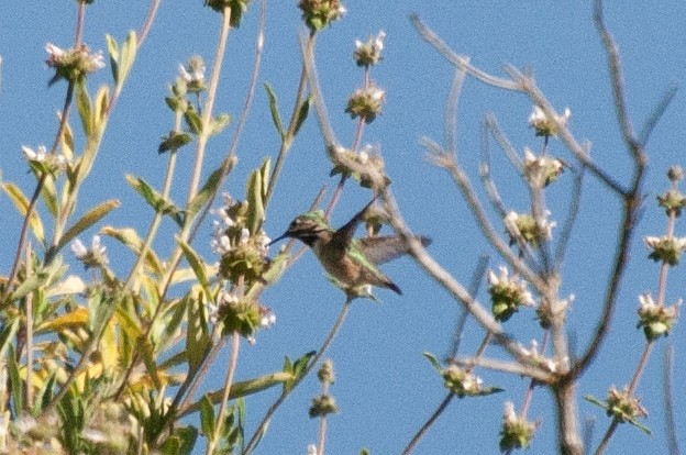 Calliope Hummingbird - ML617765262