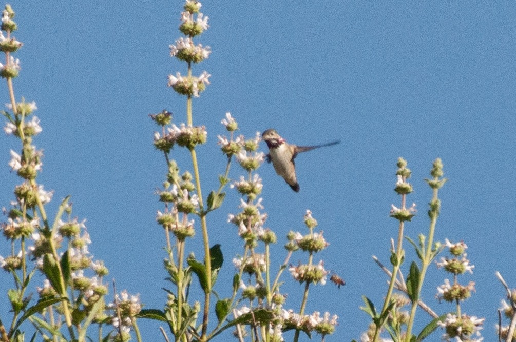 Calliope Hummingbird - ML617765264