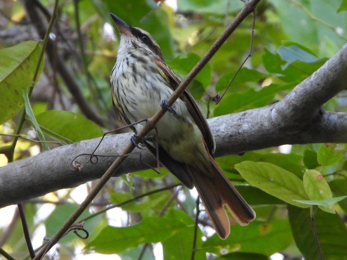 Streaked Flycatcher - Jeanette Frazier